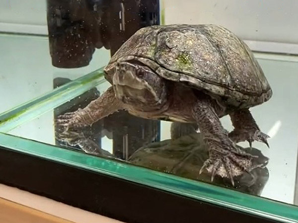亀のマイケル